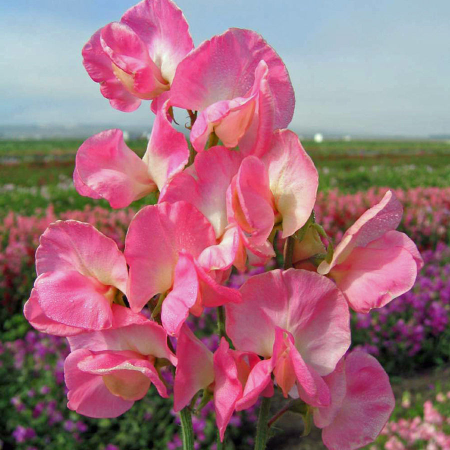 🌸 Fill Your Garden with Fragrance and Color - Plant Sweet Pea Seeds! 🌸
