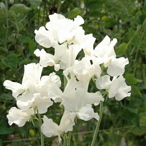 🌸 Fill Your Garden with Fragrance and Color - Plant Sweet Pea Seeds! 🌸