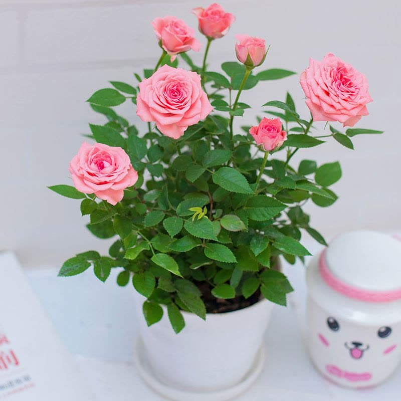🌈 Miniature Colorful Roses – Add a Splash of Color to Your Garden! 🌹