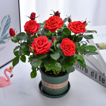 🌈 Miniature Colorful Roses – Add a Splash of Color to Your Garden! 🌹