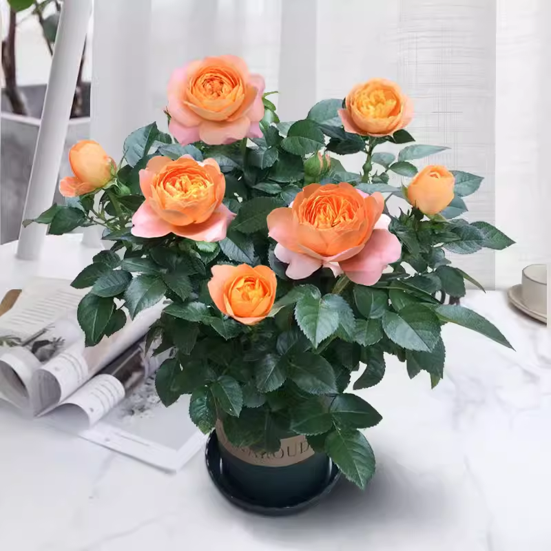 🌈 Miniature Colorful Roses – Add a Splash of Color to Your Garden! 🌹