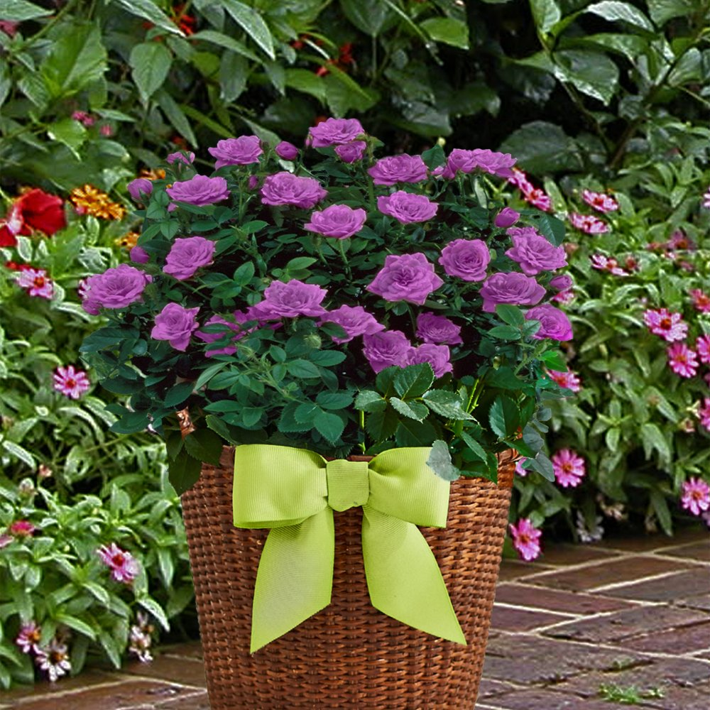 🌈 Miniature Colorful Roses – Add a Splash of Color to Your Garden! 🌹