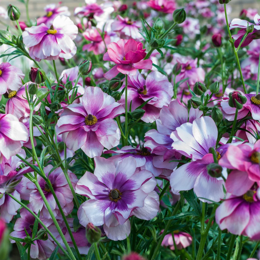 🎉Butterfly Ranunculus - Colorful and Easy to Grow🌈🌸