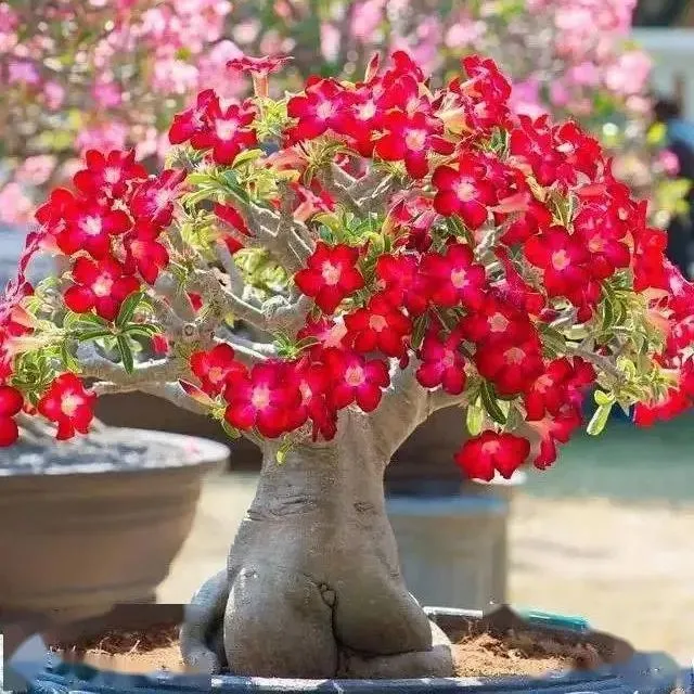 🎉Rainbow Desert Rose Seeds