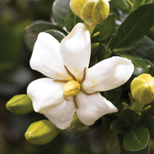 Gardenia Seeds-the flower of perfume-a must-have in summer