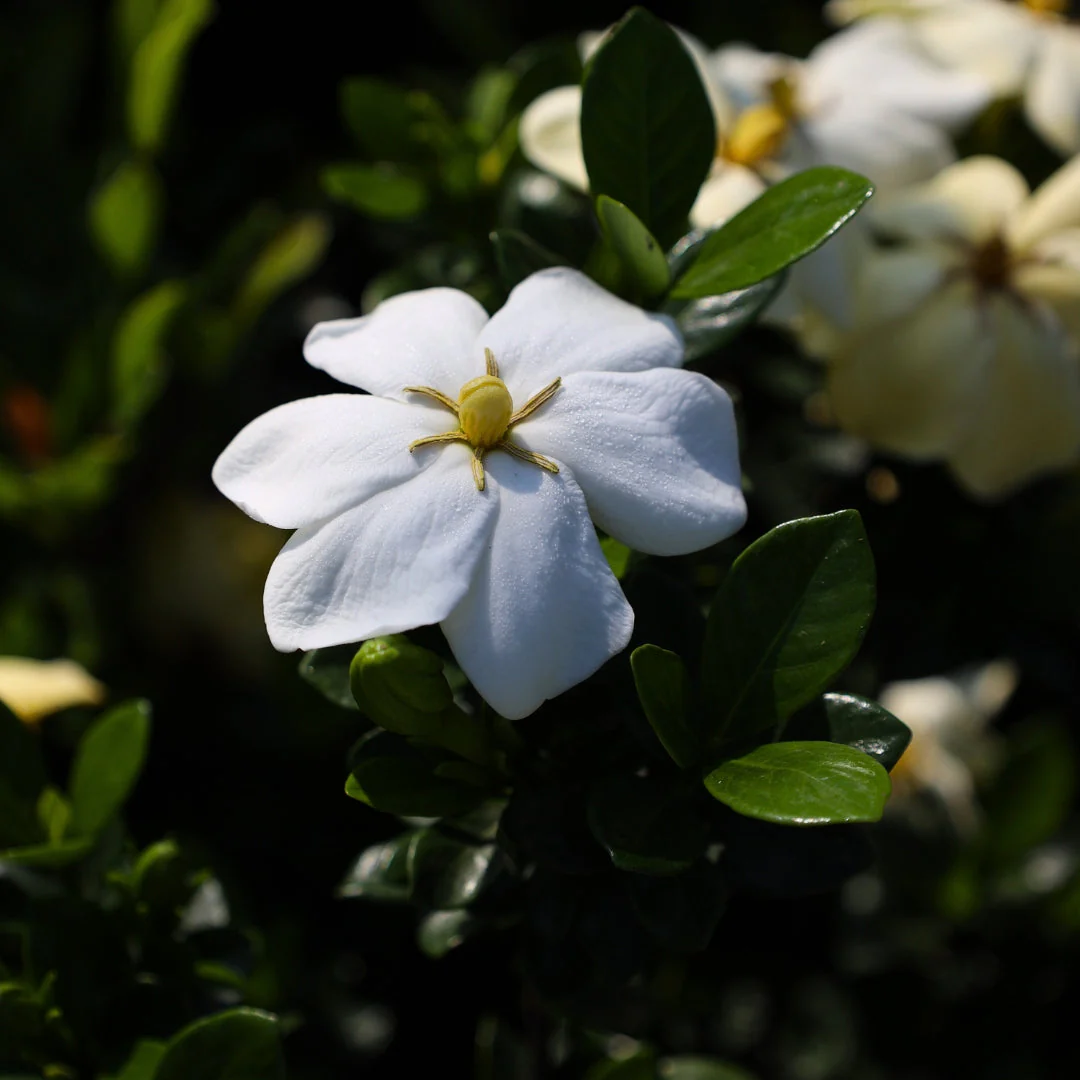 Gardenia Seeds-the flower of perfume-a must-have in summer