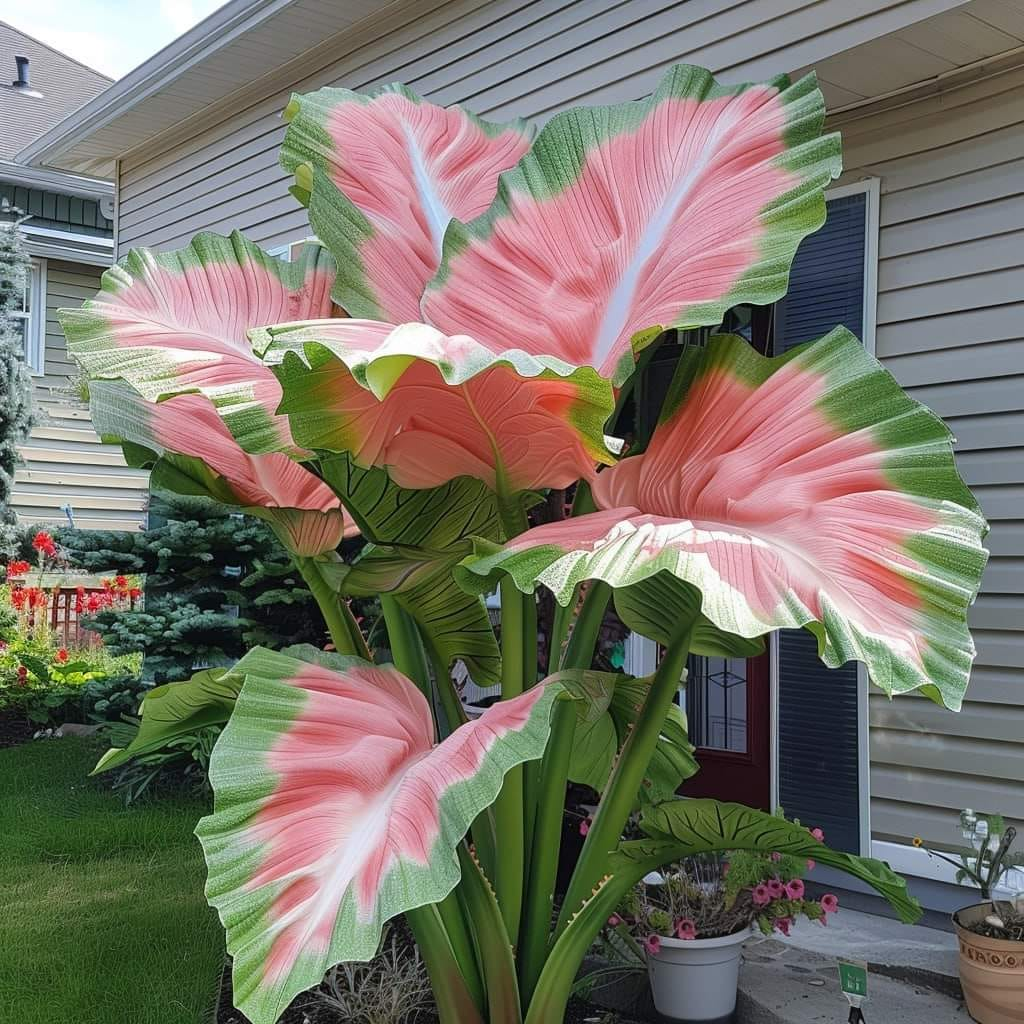 Colored Caladium Seeds🎉💫Large Leaf Mixed Color