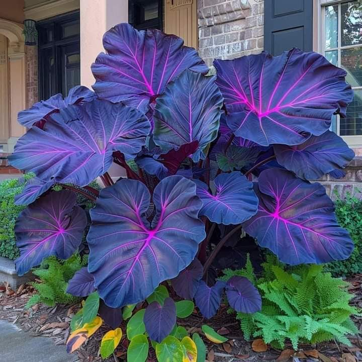 Colored Caladium Seeds🎉💫Large Leaf Mixed Color