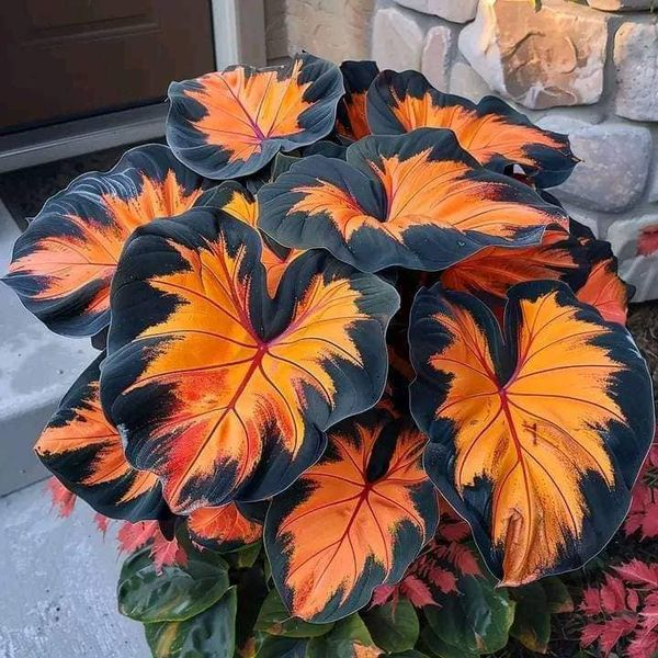 Colored Caladium Seeds🎉💫Large Leaf Mixed Color