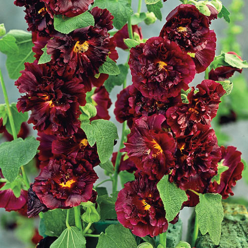 MIX DOUBLE HOLLYHOCK SEEDS