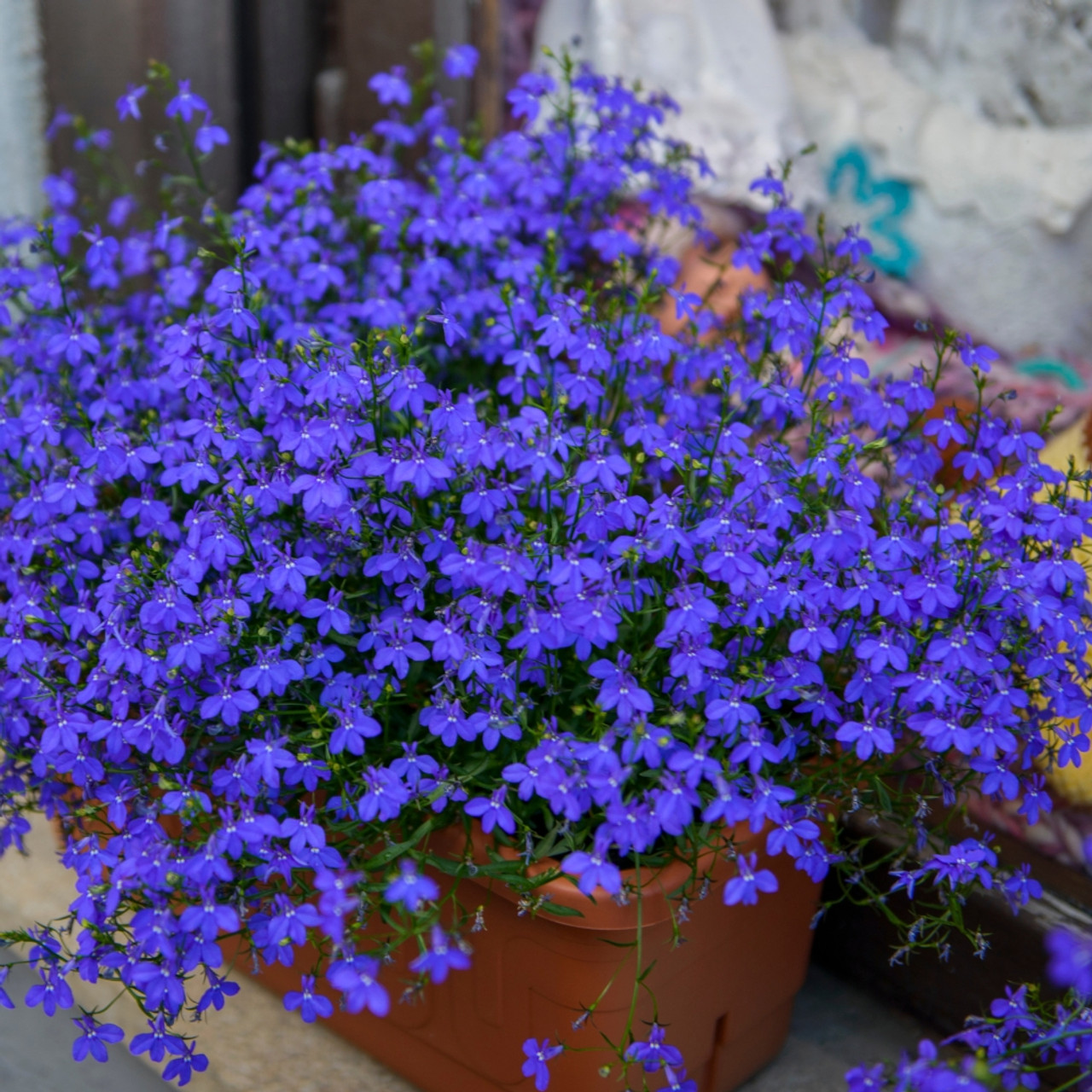 💜🫧Mixed Lobelia Erinus Seeds✨Ground Cover Potted Plants
