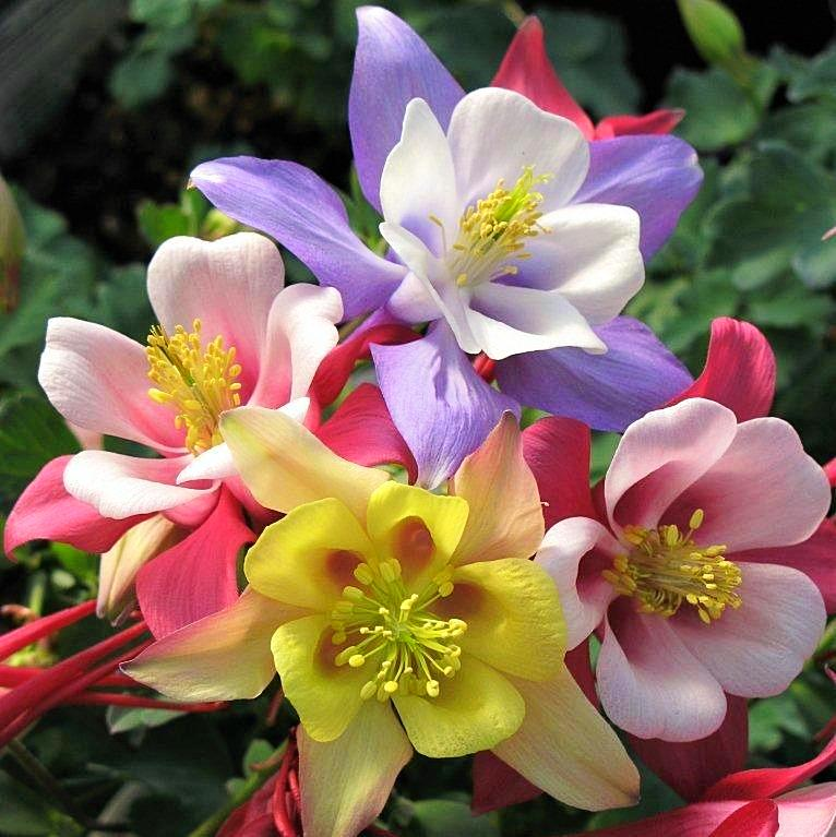 MIX COLUMBINE FLOWER SEEDS