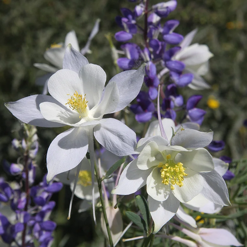 MIX COLUMBINE FLOWER SEEDS