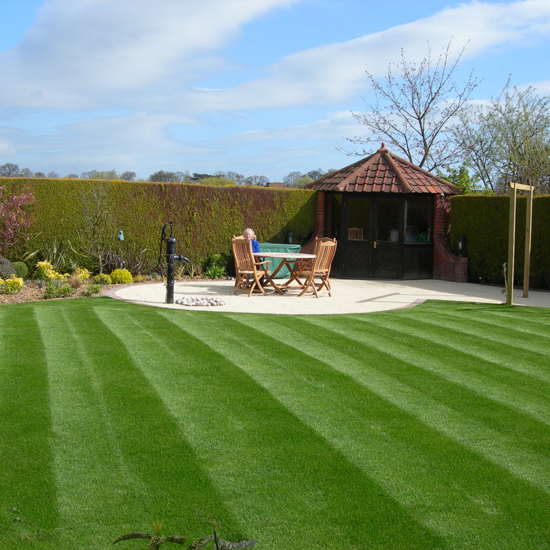 Four-Season Evergreen No-Mow Lawn Seed🏘️🌿