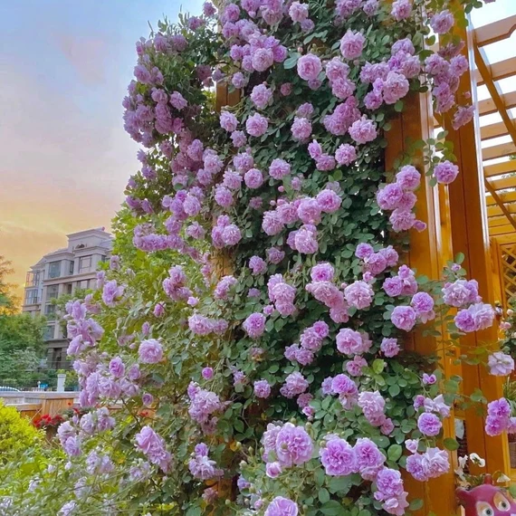 56% OFF✨100 Pcs Rare Climbing Rose Seeds🌹