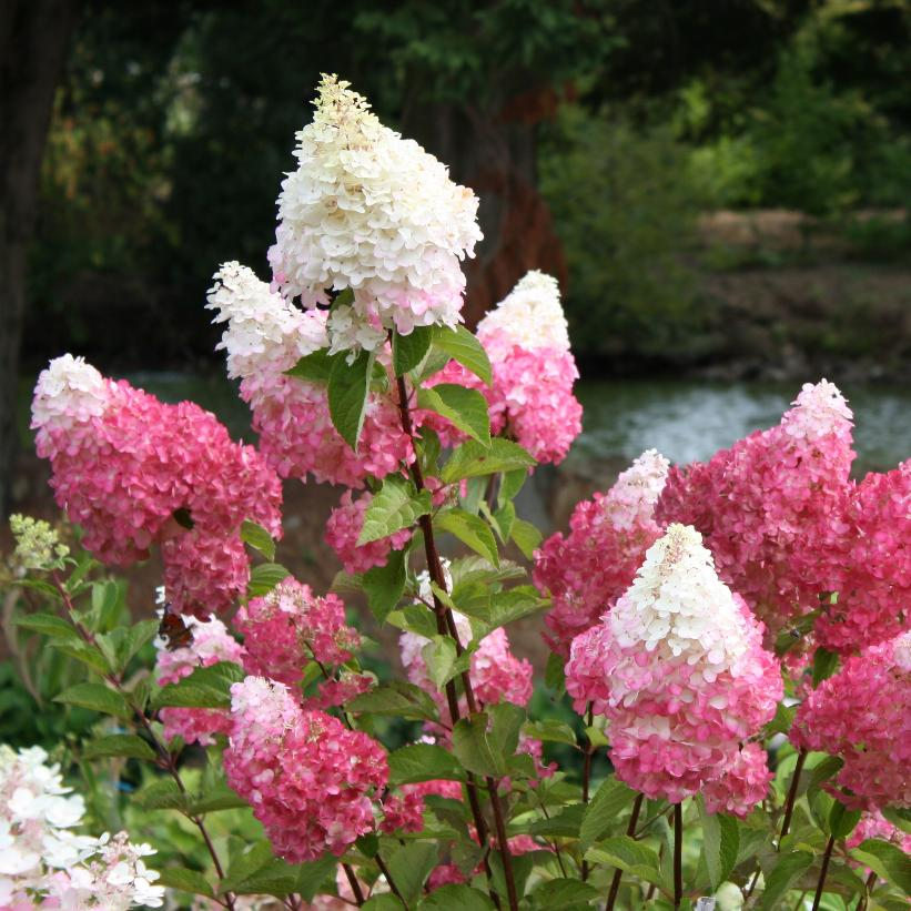 🎉Buy 2 Get 1 Free(Add 3 items to cart）🎉Hydrangea paniculata seeds🌈