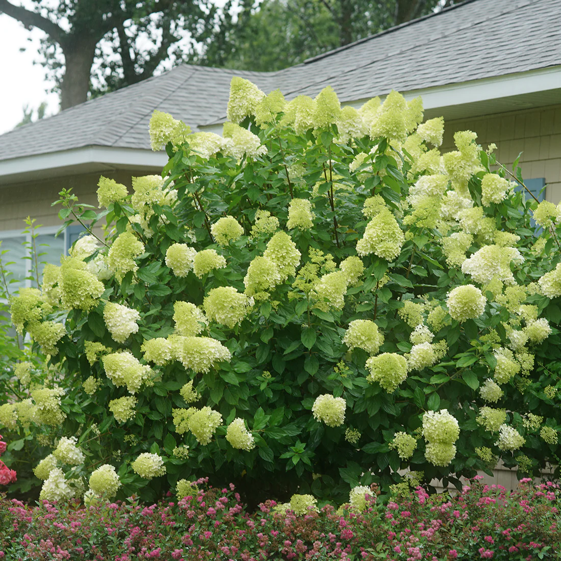 🎉Buy 2 Get 1 Free(Add 3 items to cart）🎉Hydrangea paniculata seeds🌈