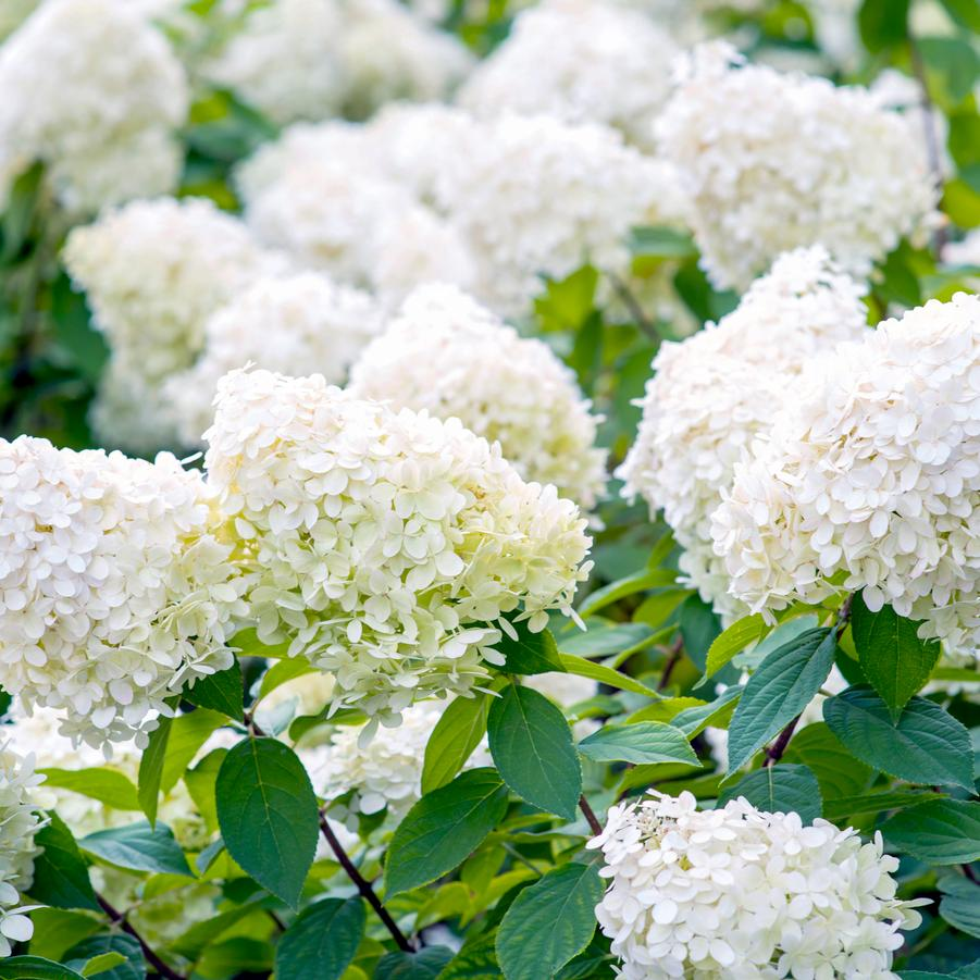 🎉Buy 2 Get 1 Free(Add 3 items to cart）🎉Hydrangea paniculata seeds🌈