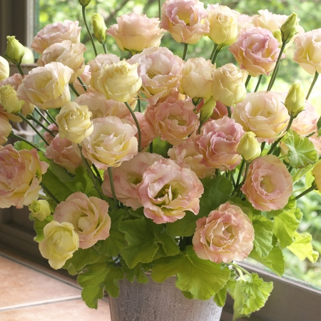 Limited Time Offer 38% Off🚨Mixed-Color Lisianthus🌈Heirloom Seeds