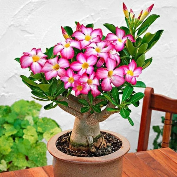 Desert Rose Seeds🌹-Multiple Varieties🌈, Heat-Resistant✨