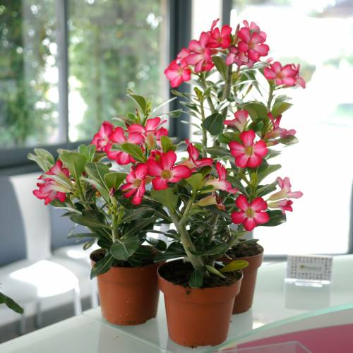 Desert Rose Seeds🌹-Multiple Varieties🌈, Heat-Resistant✨