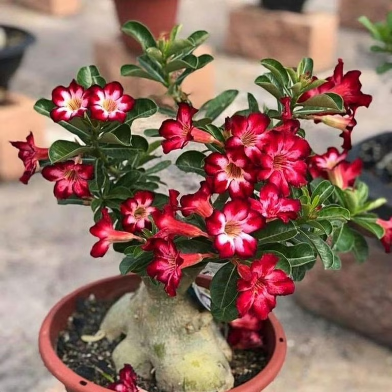 Desert Rose Seeds🌹-Multiple Varieties🌈, Heat-Resistant✨