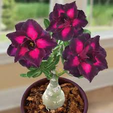 Desert Rose Seeds🌹-Multiple Varieties🌈, Heat-Resistant✨