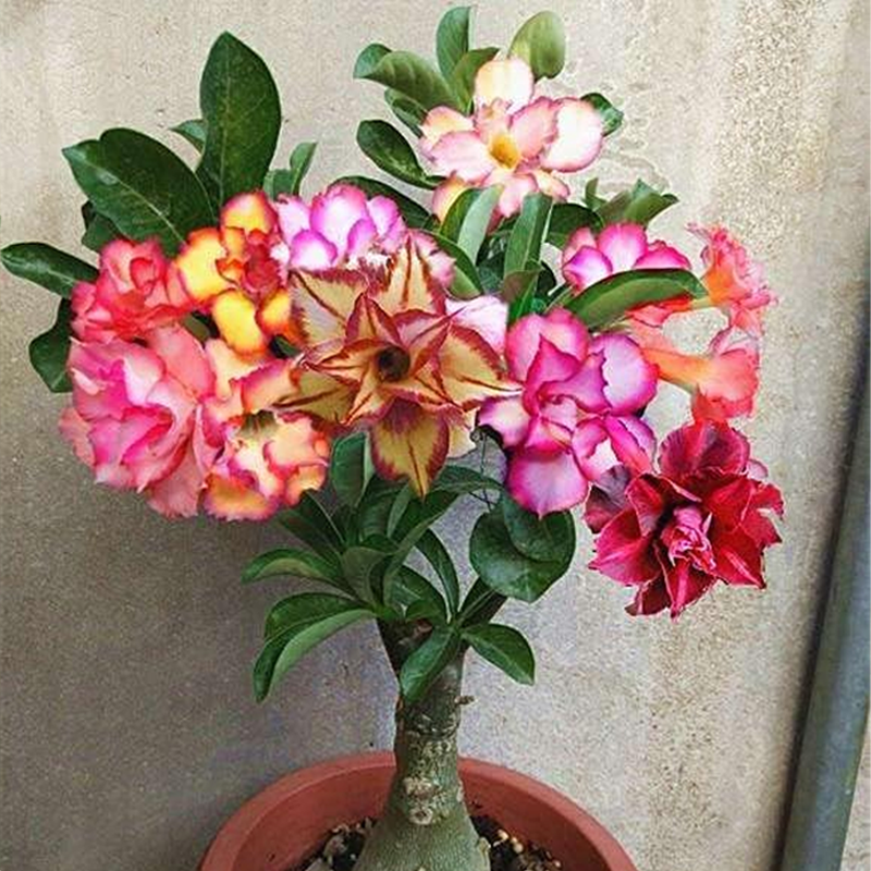 Desert Rose Seeds🌹-Multiple Varieties🌈, Heat-Resistant✨