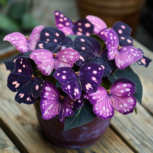 Butterfly Begonia Seed Series 🦋🌺 Bonsai Hanging Basket Garden