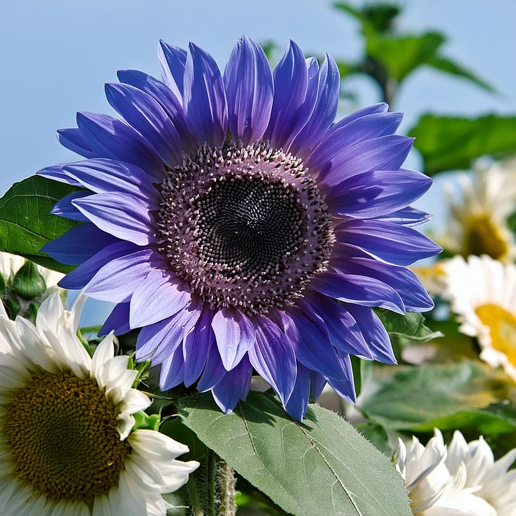Lila Riesensonnenblumensamen, seltene Pflanzen für den Garten