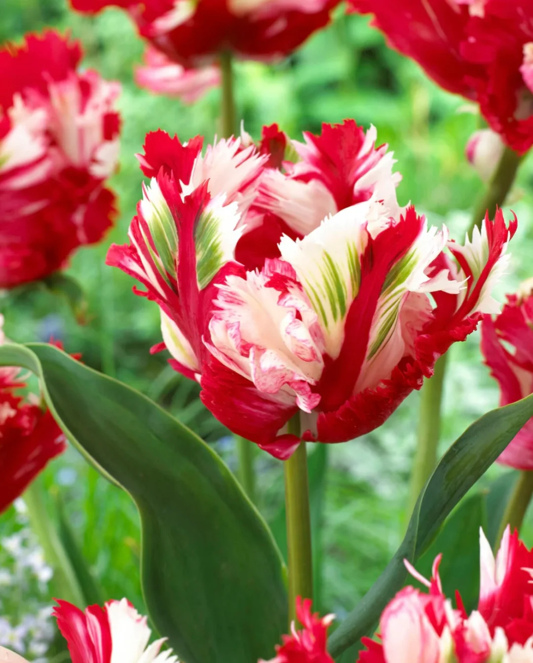 Dutch Double Tulip Parrot Series🌷