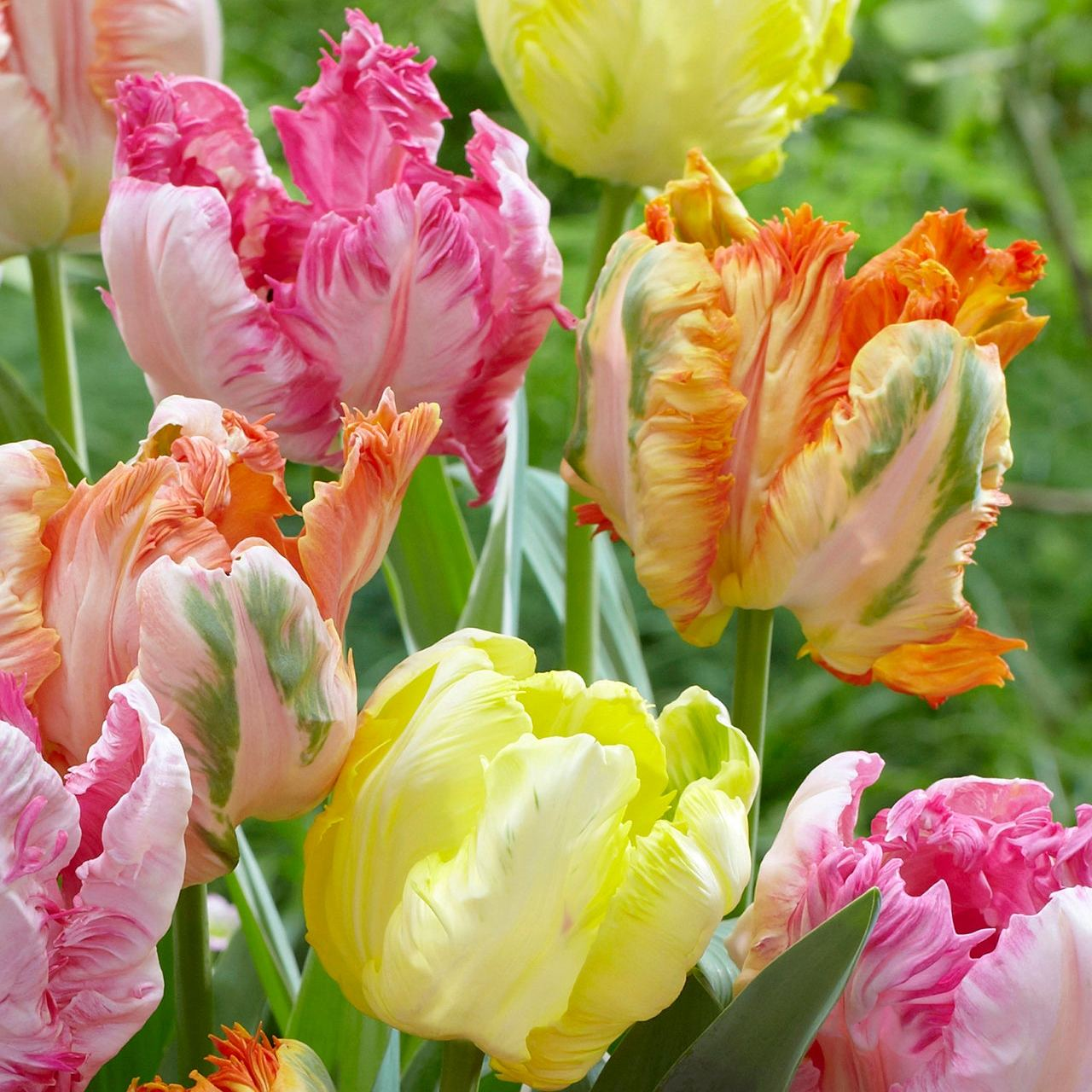 Dutch Double Tulip Parrot Series🌷