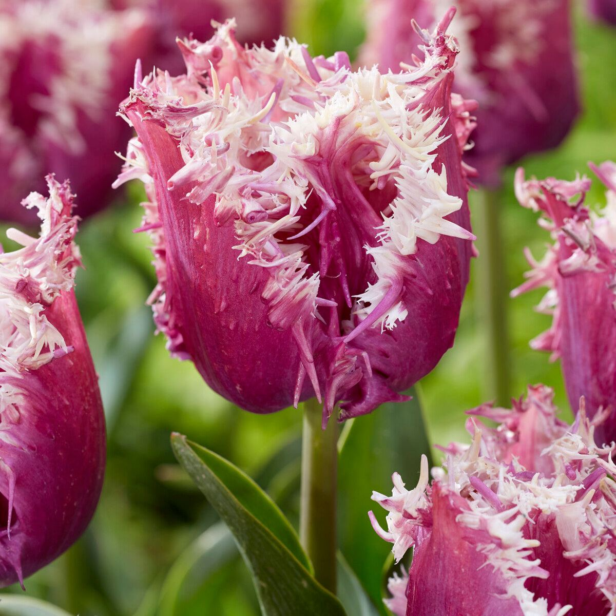 Dutch Double Tulip Parrot Series🌷