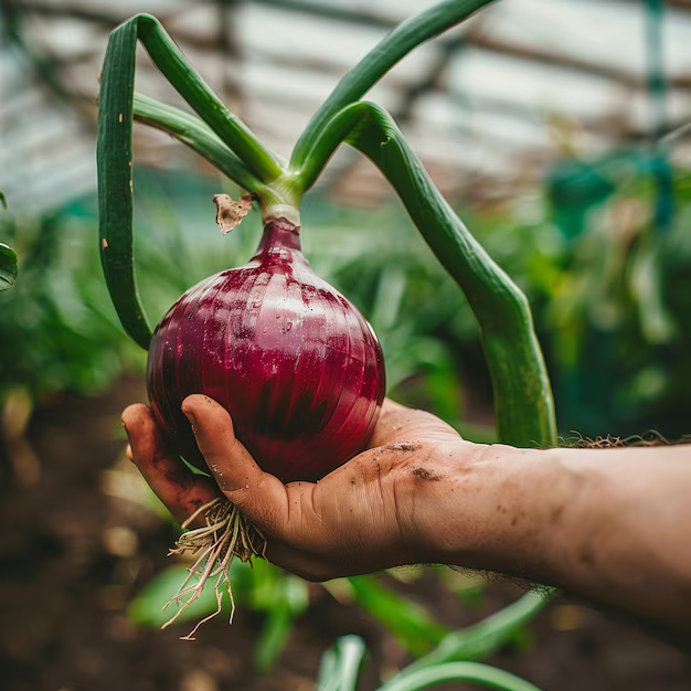 Purple Onion Seeds🌱💜