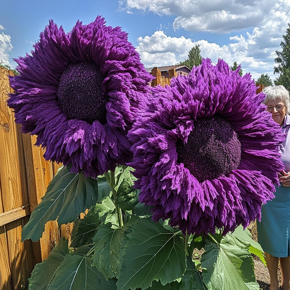 Giant Teddy Bear Sunflower🌻Backyard, Landscaping, Garden🌞✨