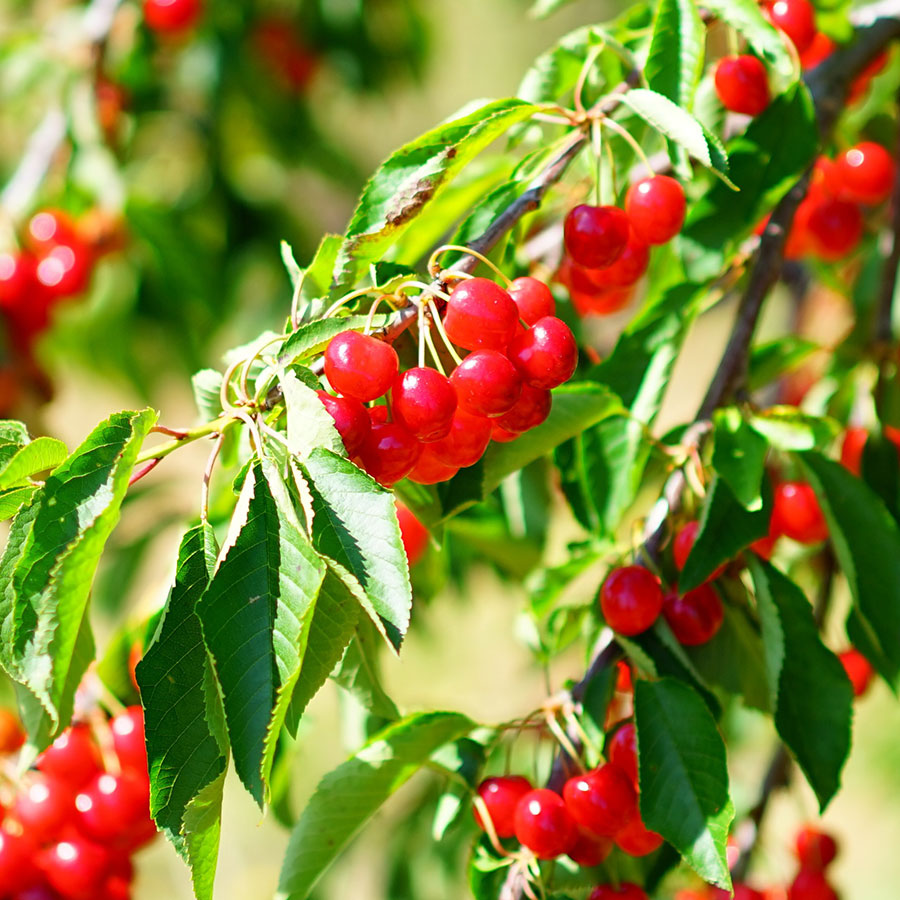 Cherry Tree 🍒 Plant Once And Bear Fruit For Many Years