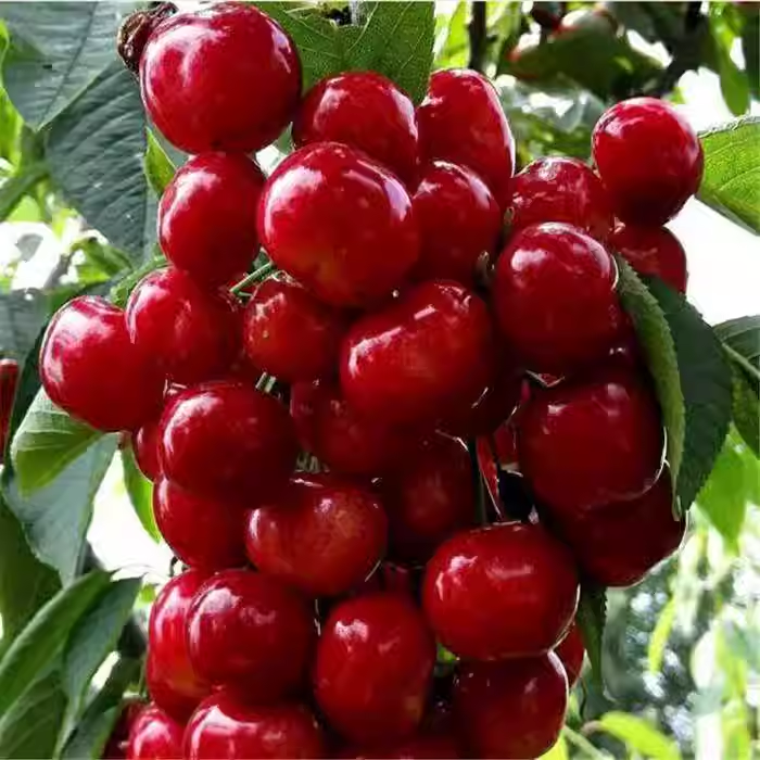 Cherry Tree 🍒 Plant Once And Bear Fruit For Many Years