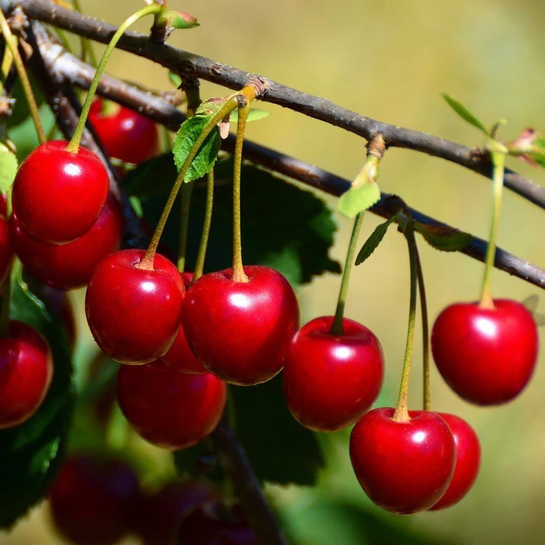 Cherry Tree 🍒 Plant Once And Bear Fruit For Many Years