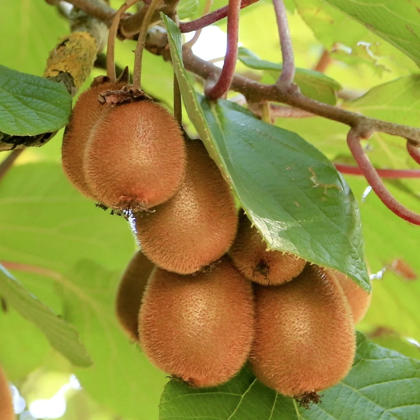 Kiwi Fruit Tree Seeds 🥝🌱 Juicy, Sour And Sweet, Suitable For Home Planting