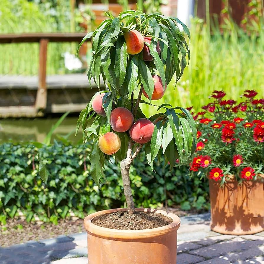 Peach Tree Seeds🍑🌱 Suitable For Family Planting, Good Harvest Every Year