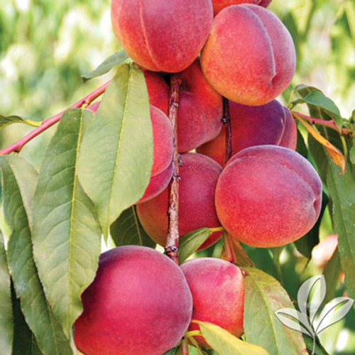 Peach Tree Seeds🍑🌱 Suitable For Family Planting, Good Harvest Every Year