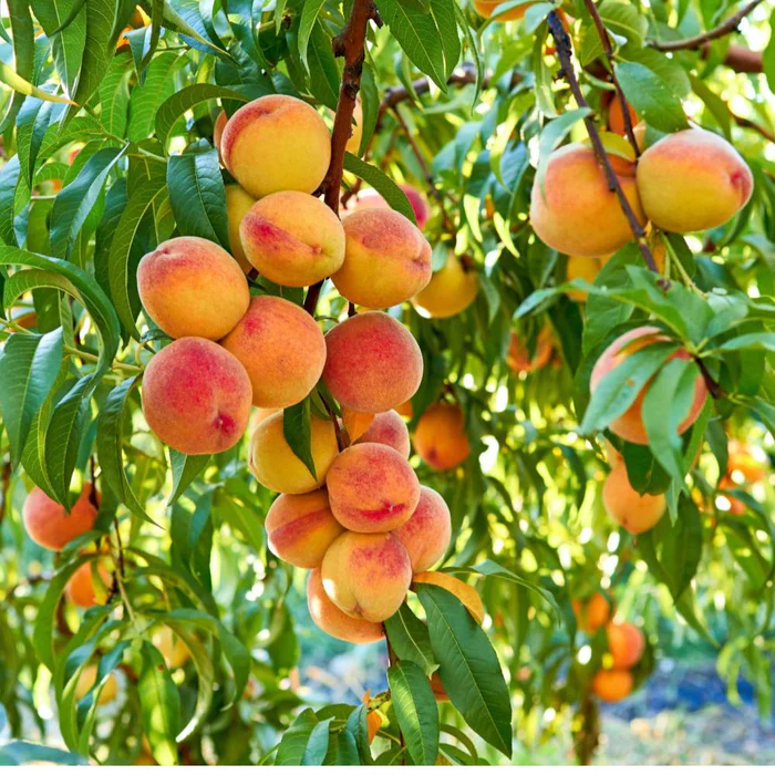 Peach Tree Seeds🍑🌱 Suitable For Family Planting, Good Harvest Every Year