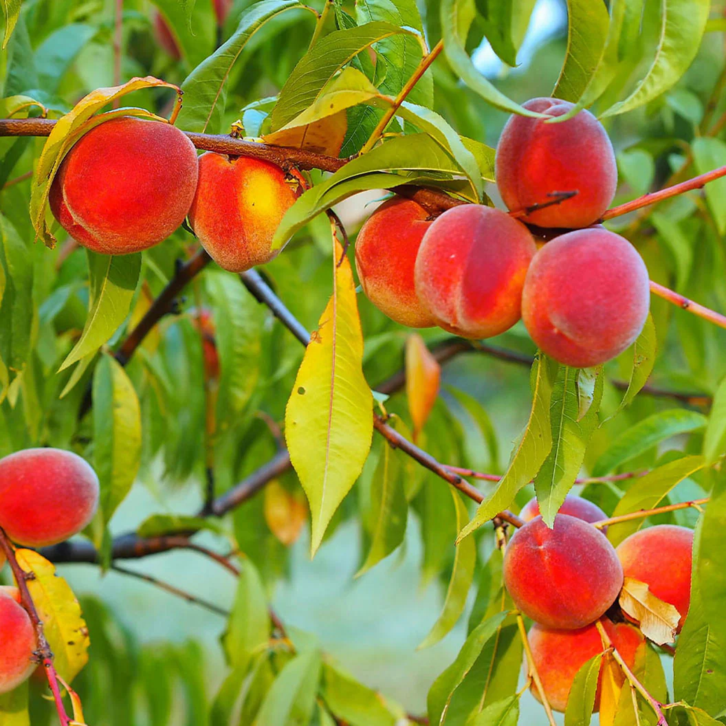 Peach Tree Seeds🍑🌱 Suitable For Family Planting, Good Harvest Every Year