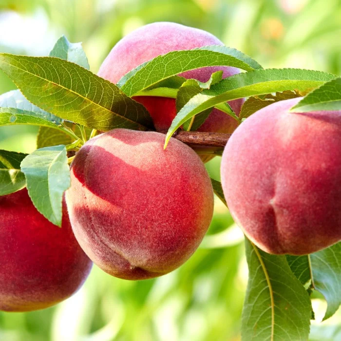 Peach Tree Seeds🍑🌱 Suitable For Family Planting, Good Harvest Every Year