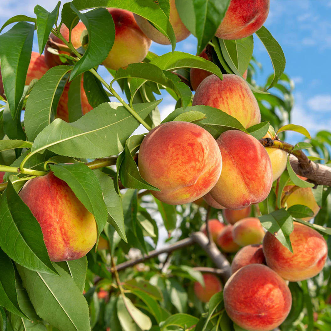 Peach Tree Seeds🍑🌱 Suitable For Family Planting, Good Harvest Every Year