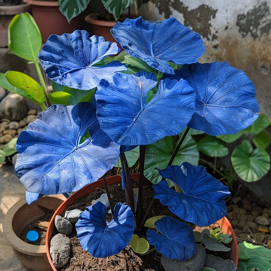 Vibrant Caladium🏡☘️Bonsai, Interior Design, Yard