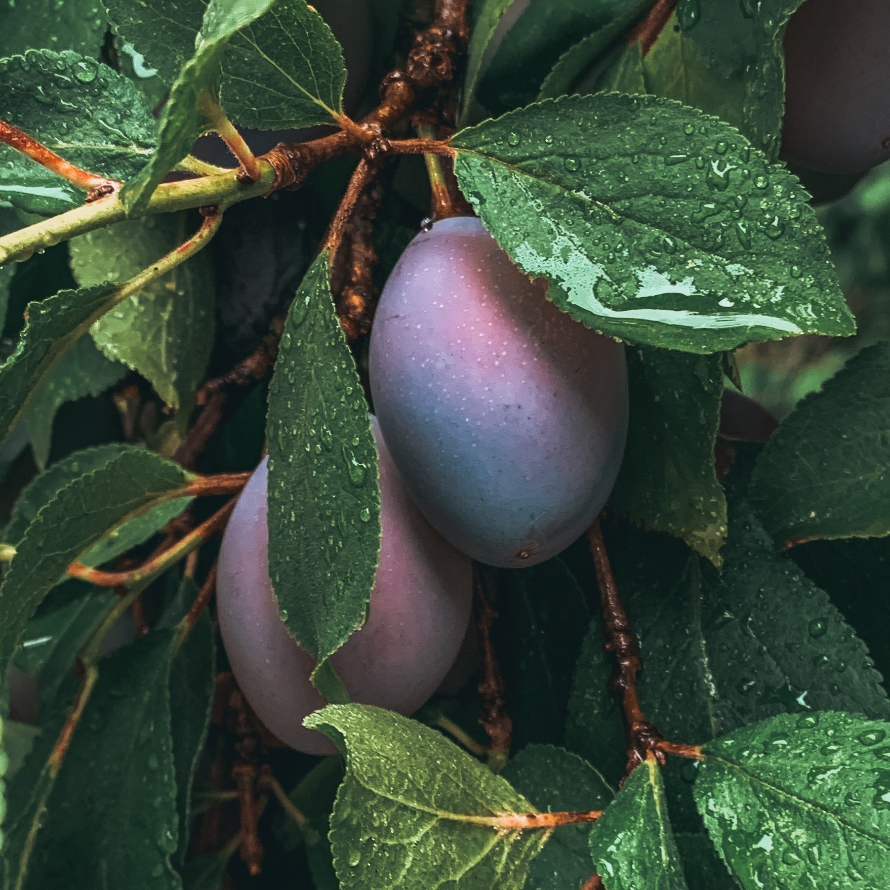 Family Size Prunes Tree🌿🍇High Nutrition, Good Harvest For Many Years