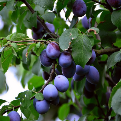 Family Size Prunes Tree🌿🍇High Nutrition, Good Harvest For Many Years