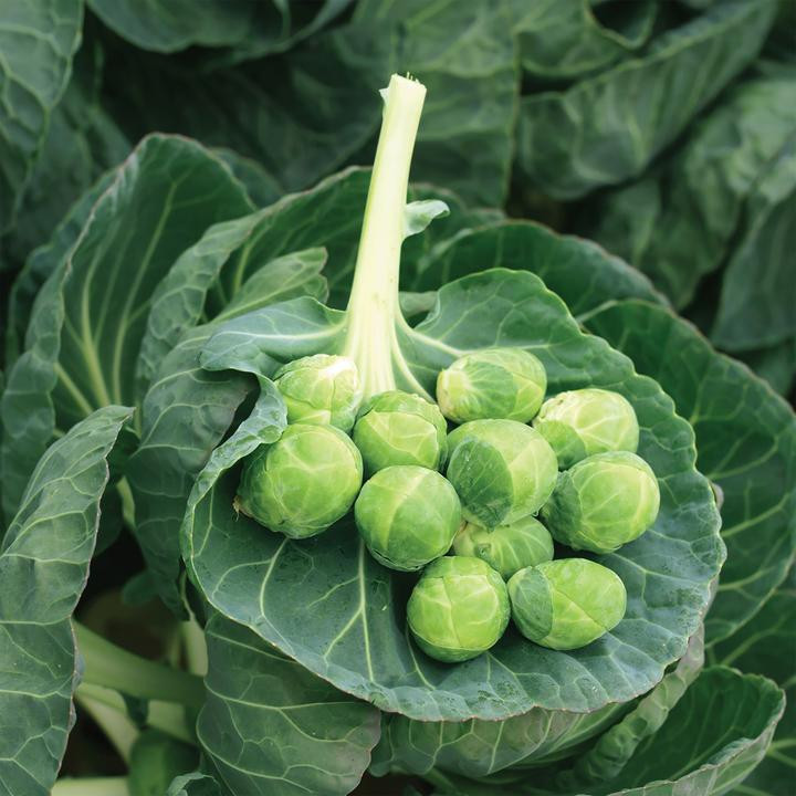 Brussels Sprouts Seeds 🥬🌱 Family Size, Backyard, Garden