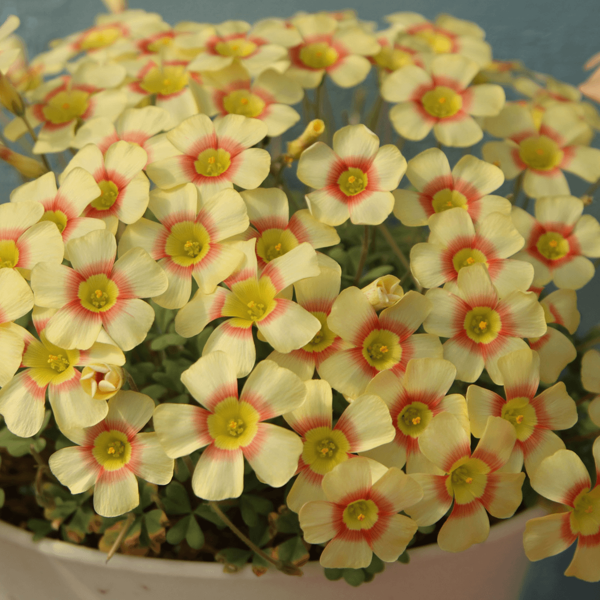 Oxalis Seeds 🌺🏡 Low Maintenance Perennial Flowering Plants